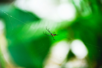 spider