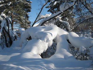 Деревья в снегу.