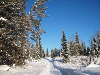 Дорога в зимнем лесу.