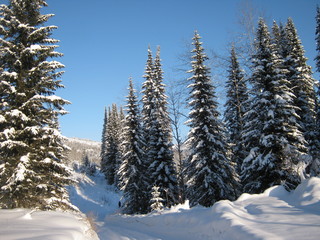 Зимний лес в Восточном Казахстане.