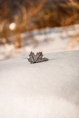 Maple Leaf-Snow-Sunlit Stalks