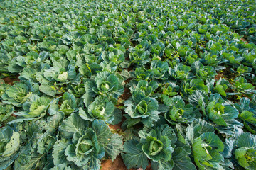 Cabbage planted on garden in hill