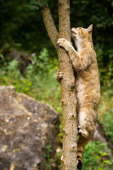 Climbing wildcat