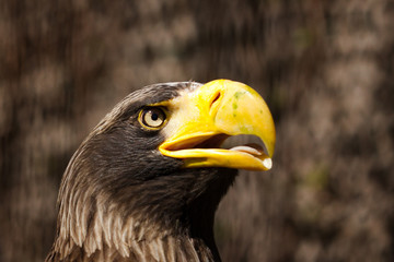 Eagles head