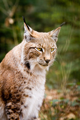 Lynx
