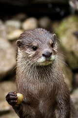 Otter with stone