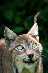 Lynx