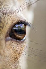 Eye from a deer
