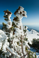 Wasatch National Forest, Wasatch Range