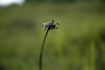 Grasshopper