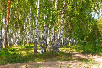 summer in sunny birch forest