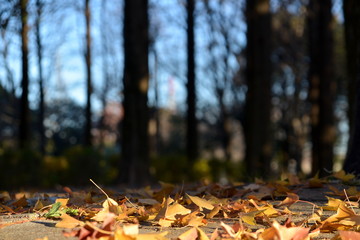 秋の公園