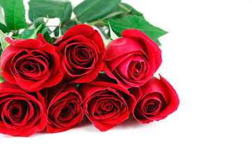 red roses laying on white background