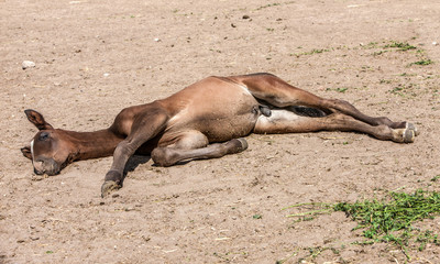 odpoczynek na słońcu źrebaka ze stadniny koni w Liskach