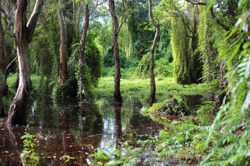 Fototapeta na wymiar Green forest and Melaleuca trees Wetland in Rayong Thailland