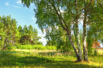 summer in sunny birch forest