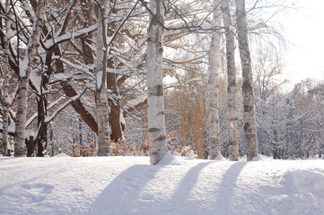 白樺と雪