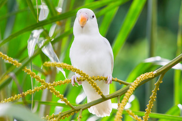 White lovebird playing on the tree in garden