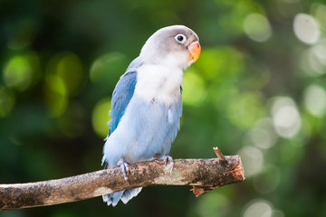 Naklejka premium Blue lovebird standing on the tree in garden on blurred bokeh background