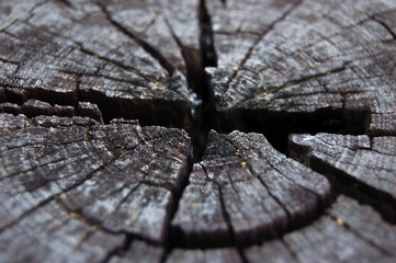 Old tree stump with growth rings