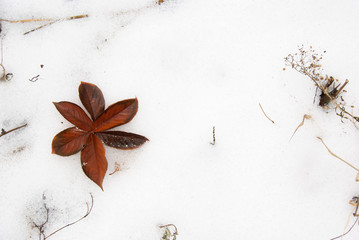 Autumn leaf flower on snow