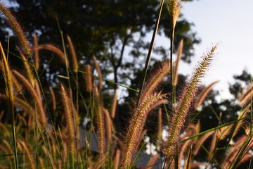 The carpel of summer in Thailand