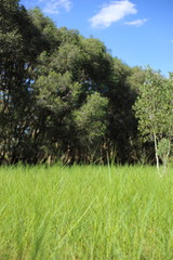 Obraz premium Grass and Melaleuca trees Wetland in Rayong Thailland