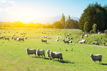 pasture with animals in summer day in new zealand