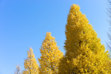 快晴の靖国神社の銀杏並木風景 2