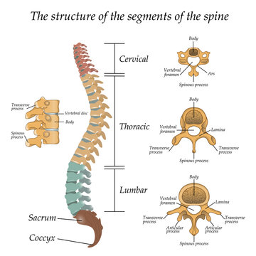 Diagram of a human spine with the name and description of all sections and segments of the vertebrae. Vector illustration.