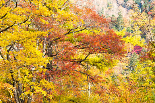 Forest in Autumn