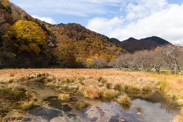 Autumn forest in Nikko