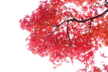 Crédence de cuisine en verre imprimé Arbres Japanese Red Autumn maple tree leaves (Acer palmatum) Isolated o