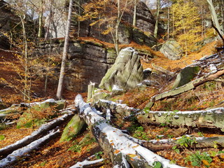 Forest near Pravcicka brana with fallen leaves on ground, National park Bohemian 