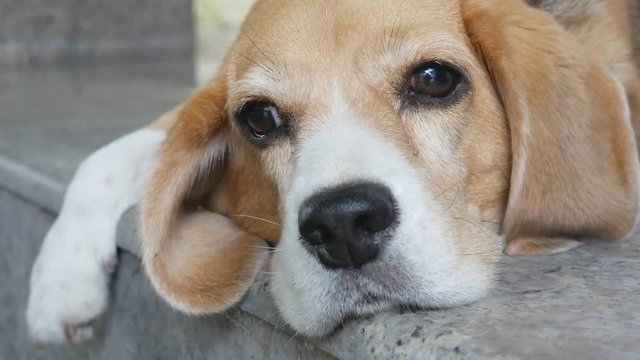 Close up portrait of adorable tricolor beagle dog lying on floor