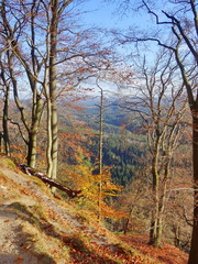 Forest near Pravcicka brana with fallen leaves on ground, National park Bohemian Switzerland, Czech republic