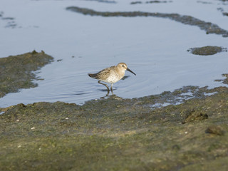 Red Knot, Calidris canutus, bird standing in tide at sea shoreline, close-up portrait, selective focus, shallow DOF