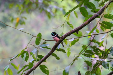 Black-and-yellow Broadbill (Eurylaimus ochromalus) in Borneo, Malaysia