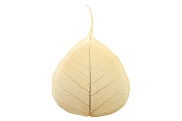 Bodhi leaf, Ficus religiosa, on white background