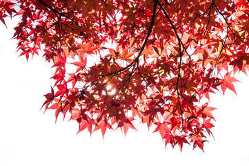 Maple leaves in Autumn season.Japan