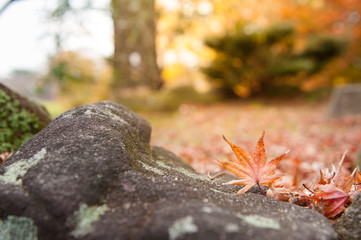 Red Maple leaves in Autumn season.Japan