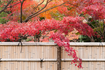Red Maple leaves in Autumn season.Japan