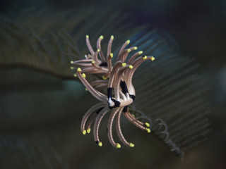 Feather star detail, Federstern Detail