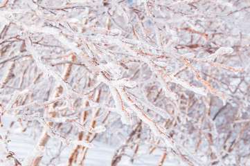 Ice on tree in Komagatage mountain.Japan