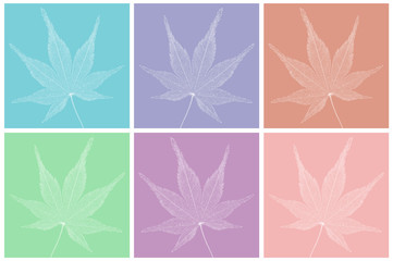 Japanese maple leaf on colorful background