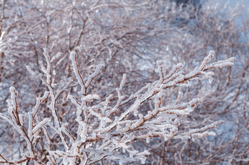 Ice on tree in Komagatage mountain.Japan