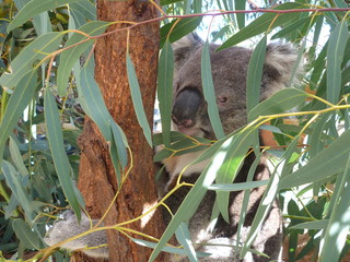 Koala in Tree