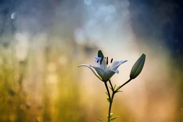 Photo sur Plexiglas Nénuphars Lily white evening smells 