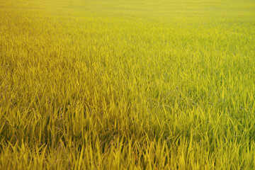 Asia rice farm landscape background