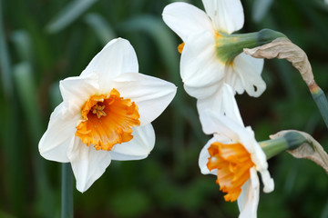 Narzissenblüte,halb frontal